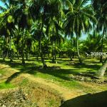 Pollachi AngalaKurichi Form